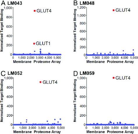 integral molecular glut4 antibody lm048